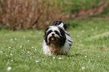 LHASSA APSO 287
